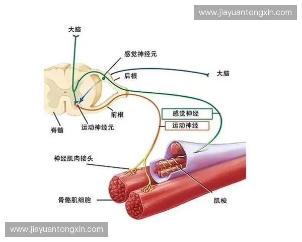 以冲刺功率为核心的运动表现提升与训练策略新路径科学评估与实战应用探索